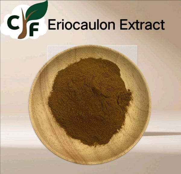 Eriocaulon Extract - Image 1